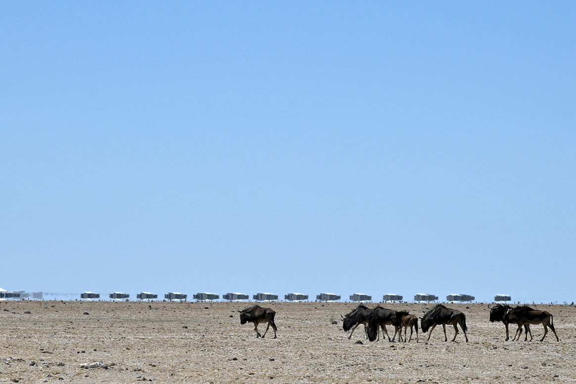 Etosha King Nehale Lodge - Tierbeobachtung im Etosha National Park