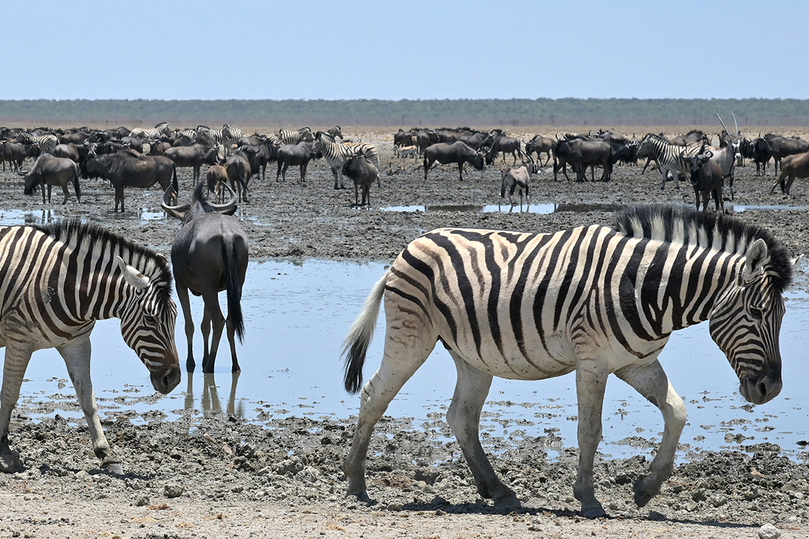 Etosha King Nehale Lodge - Tierbeobachtung im Etosha National Park