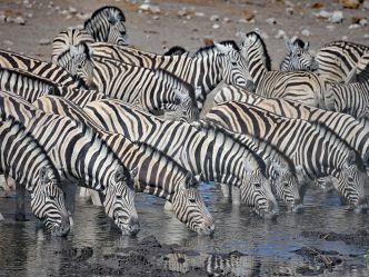 Etosha King Nehale Lodge - Tierbeobachtung im Etosha National Park Etosha King Nehale Lodge - Tierbeobachtung im Etosha National Park