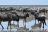 Etosha King Nehale Lodge - Tierbeobachtung im Etosha National Park