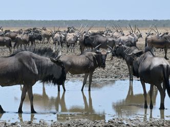 Etosha King Nehale Lodge - Tierbeobachtung im Etosha National Park Etosha King Nehale Lodge - Tierbeobachtung im Etosha National Park