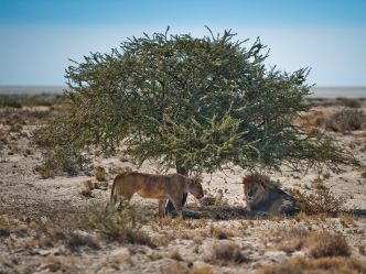 Etosha King Nehale Lodge - Tierbeobachtung im Etosha National Park Etosha King Nehale Lodge - Tierbeobachtung im Etosha National Park