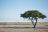 Etosha King Nehale Lodge - Tierbeobachtung im Etosha National Park