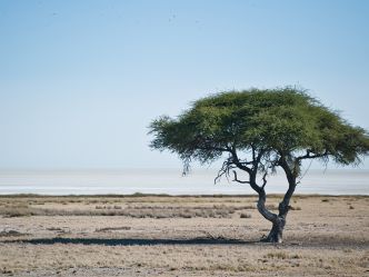 Etosha King Nehale Lodge - Tierbeobachtung im Etosha National Park Etosha King Nehale Lodge - Tierbeobachtung im Etosha National Park