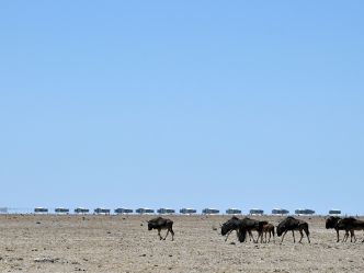 Etosha King Nehale Lodge - Tierbeobachtung im Etosha National Park Etosha King Nehale Lodge - Tierbeobachtung im Etosha National Park
