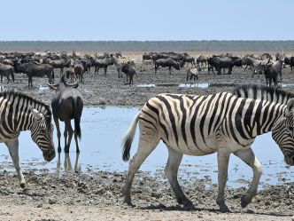 Etosha King Nehale Lodge - Tierbeobachtung im Etosha National Park Etosha King Nehale Lodge - Tierbeobachtung im Etosha National Park