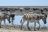 Etosha King Nehale Lodge - Tierbeobachtung im Etosha National Park