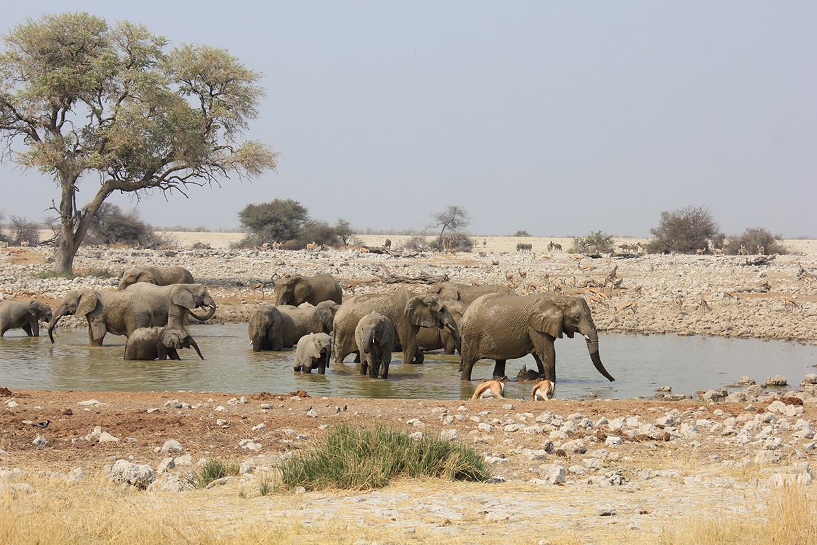 Etosha Oberland Lodge - Game Drive