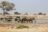Etosha Oberland Lodge - Game Drive
