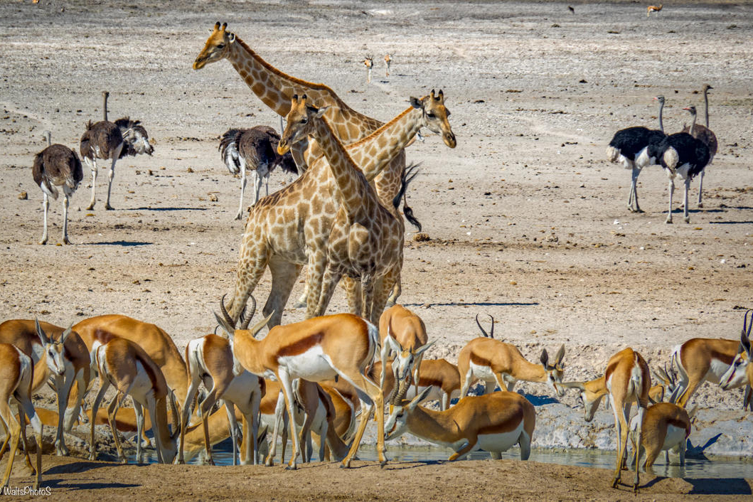Etosha Village - Wasserstelle im Etosha National Park