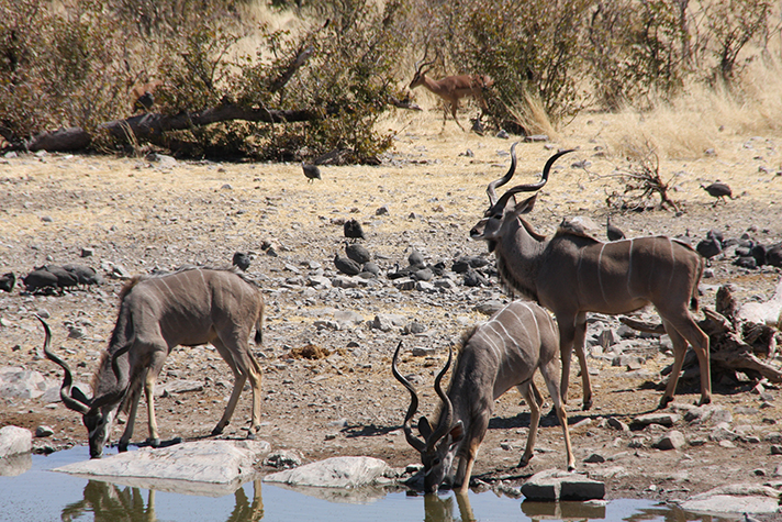 Halali, Kudus an der Wasserstelle
