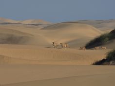 Hoanib Skeleton Coast Camp, Löwen in der Wüste