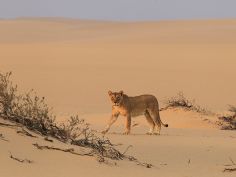 Hoanib Skeleton Coast Camp, Löwin in der Wüste