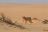 Hoanib Skeleton Coast Camp, Löwin in der Wüste