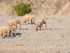 Hoanib Skeleton Coast Camp, Wüsten-Elefanten