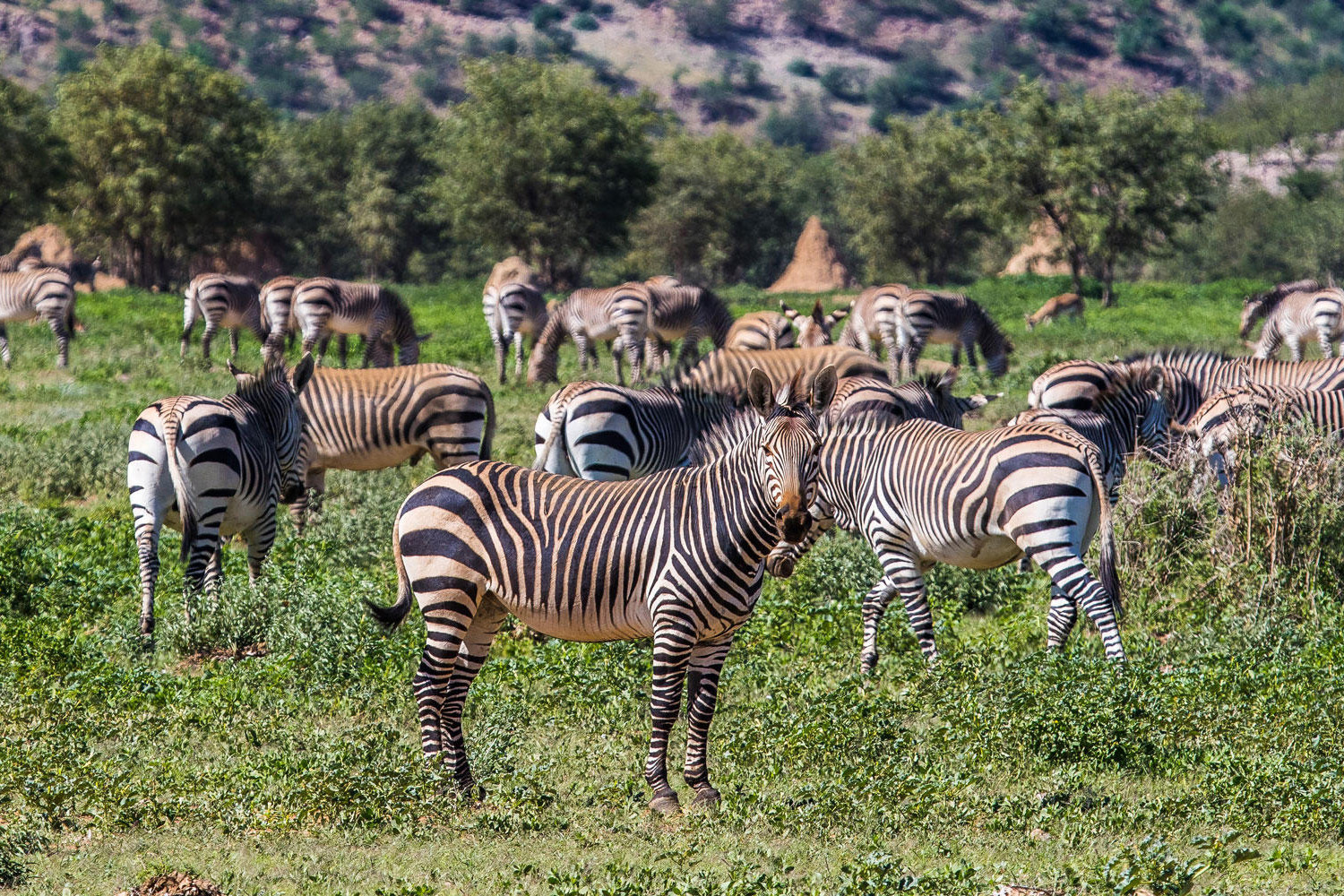 Hobatere Lodge - Zebras während einer Pirschfahrt