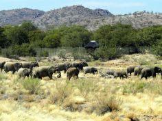 Elefanten in der Nähe der Hobatere Lodge