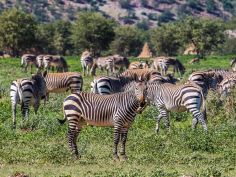 Hobatere Lodge - Zebras während einer Pirschfahrt