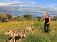 Immanuel Wilderness Lodge - Cheetah walk