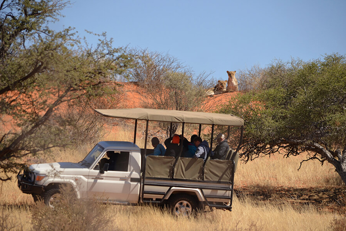 Kalahari Game Lodge, Pirschfahrt