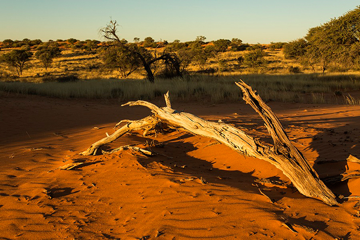 Kalahari Game Lodge, Kalahari Landschaft