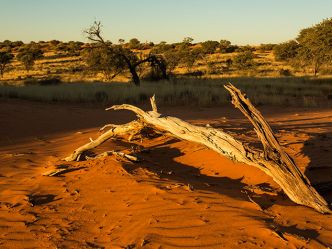 Kalahari Game Lodge, Kalahari Landschaft Kalahari Game Lodge, Kalahari Landschaft