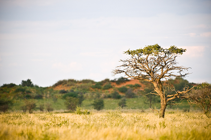 Kalahari Red Dunes Lodge