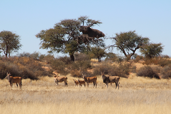 Kalahari Red Dunes Lodge