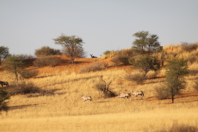 Kalahari Red Dunes Lodge