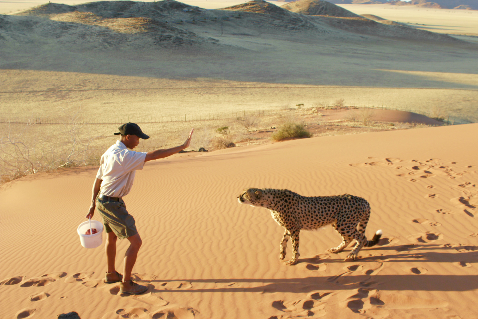 Kanaan Desert Retreat - Cheetah Activitiy