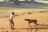 Kanaan Desert Retreat - Cheetah Activitiy