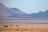 Kwessi Dunes - Springböcke in der Wüste