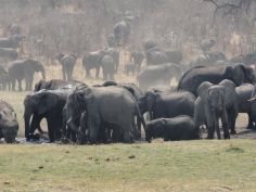 Lianshulu Lodge, Elefanten an einer Wasserstelle