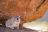 Mowani Mountain Lodge