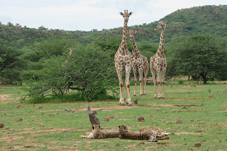 Okonjima Game Reserve