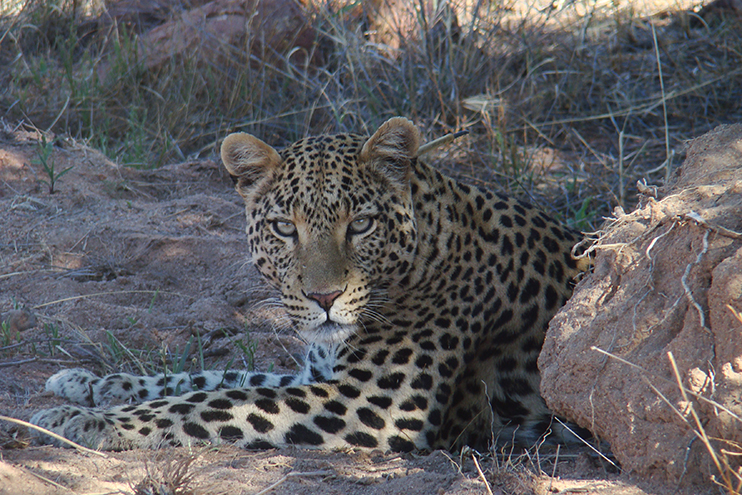 Okonjima Game Reserve