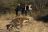 Okonjima Game Reserve
