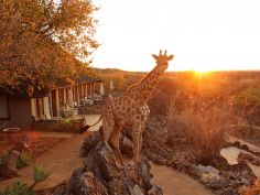 Okutala Lodge - Giraffe