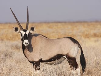 Etosha National Park - Oryx Etosha National Park - Oryx