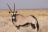 Etosha National Park - Oryx
