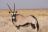 Etosha National Park - Oryx Etosha National Park - Oryx