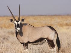 Etosha National Park - Oryx