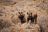 Onduli Ridge - Damaraland, Heimat der Spitzmaulnashörner