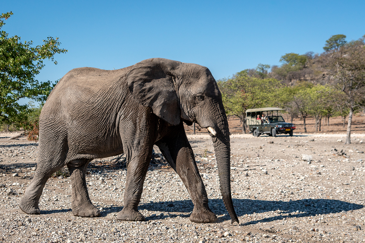 Anderssons Camp - Game Drive 3