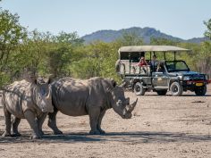 Anderssons Camp - Game Drive 2