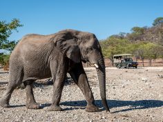 Anderssons Camp - Game Drive 3