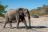 Anderssons Camp - Game Drive 3