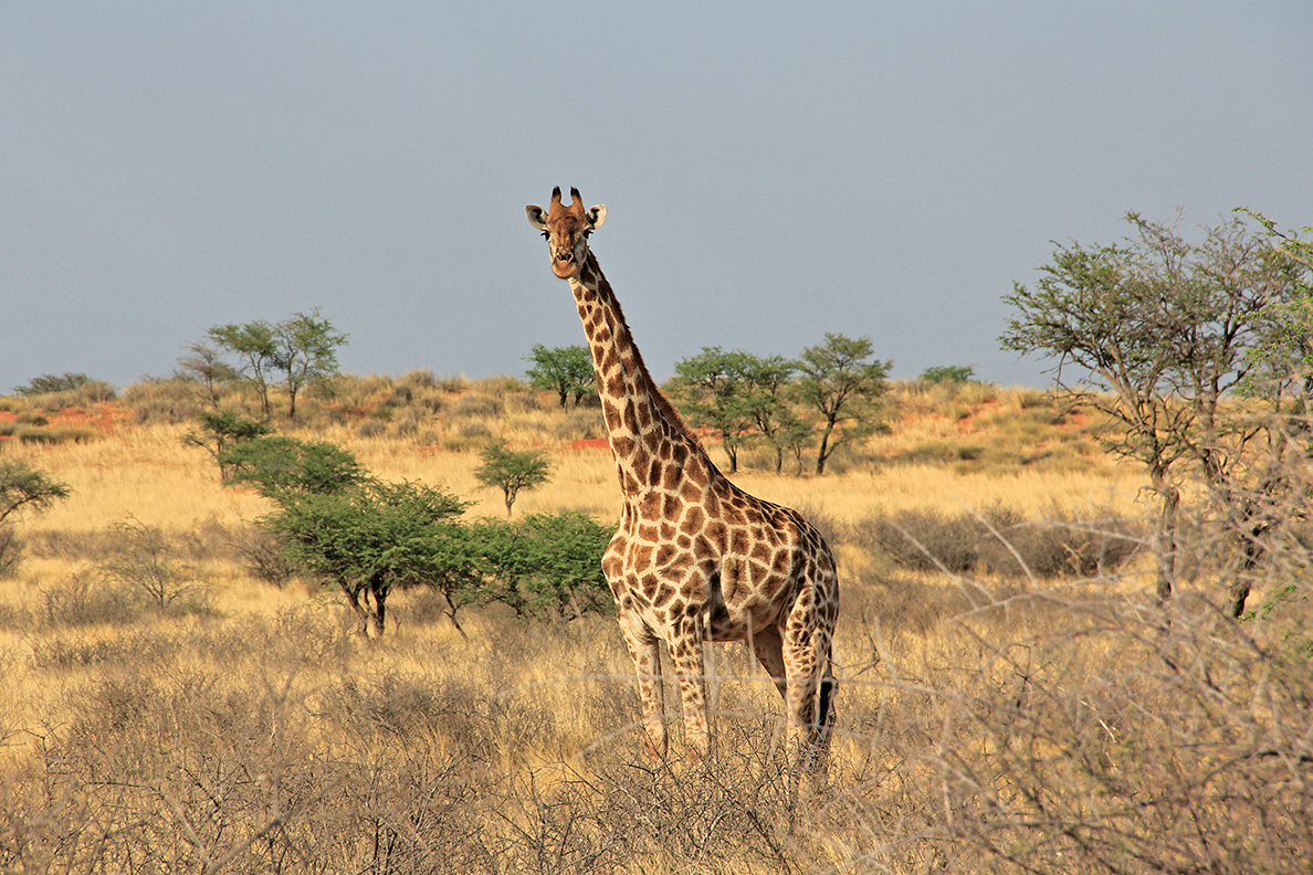 Otjimbondona Kalahari - Wildtiere