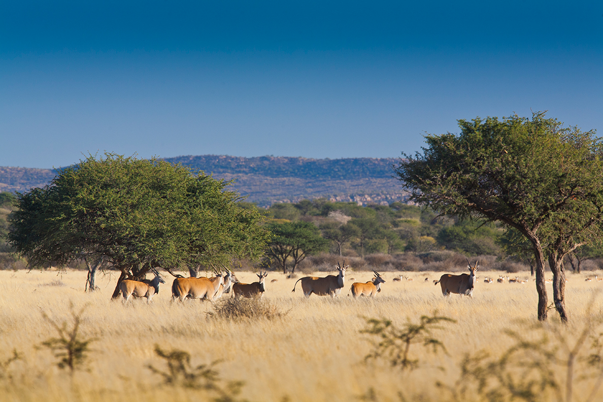 Otjimbondona Kalahari - Wildtiere