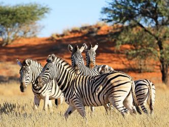 Otjimbondona Kalahari - Wildtiere Otjimbondona Kalahari - Wildtiere